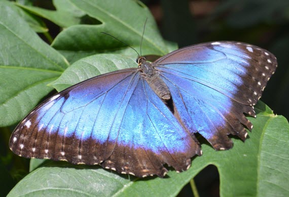 study abroad in costa rica